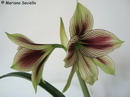 Butterfly Amaryllis